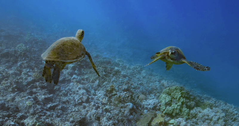 Hawaiian green sea turtles gliding above the reef at Turtle Town, viewed from a respectful distance
