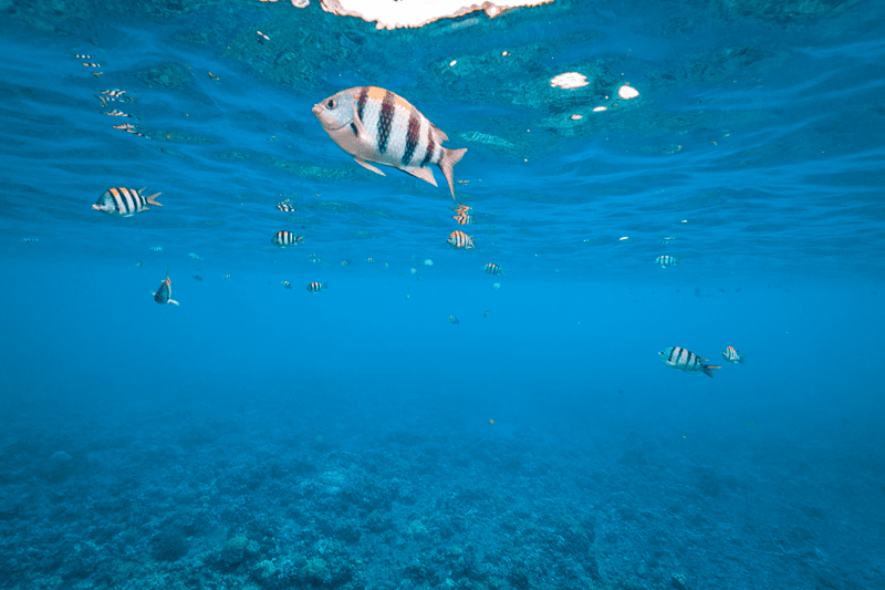 Hawaiianischer Sergeant schwimmt im klaren Wasser von Maui. Hawaiianischer Sergeant schwimmt im klaren Wasser von Maui.