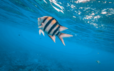 Lernen Sie den hawaiianischen Sergeant kennen – Mauis gestreiften Wächter