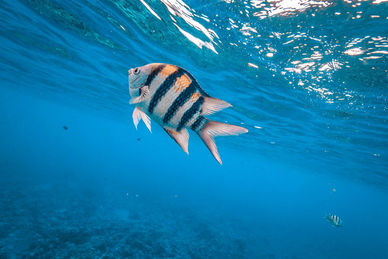 Hawaiianischer Sergeant schwimmt in Maui, Hawaii