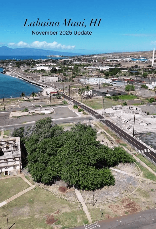 aerial view of the lahaina banyan tree aerial view of the lahaina banyan tree