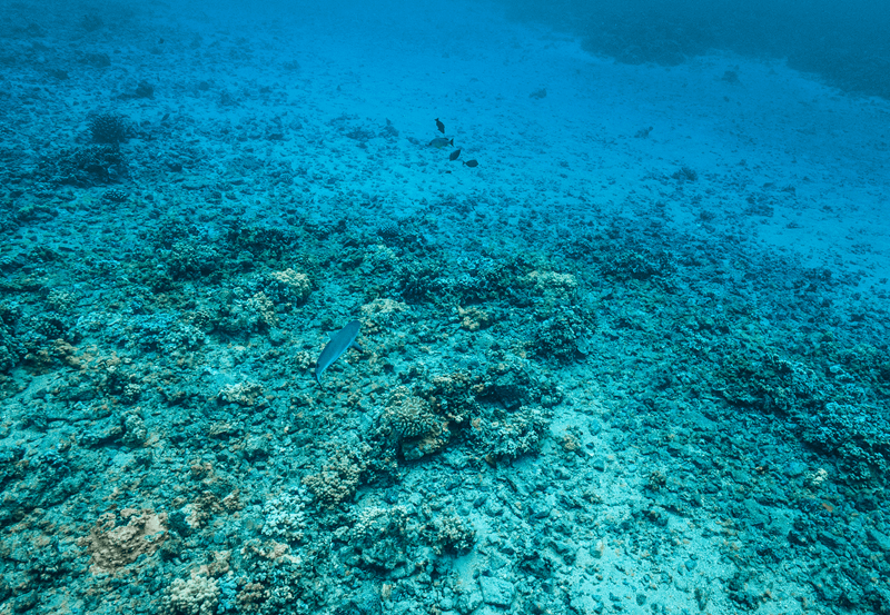 透明な海を泳ぐマウイサメ
