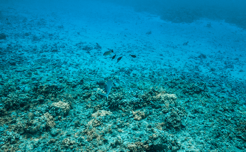 マウイ島の青い海に生息するサンゴ礁のサメと熱帯魚