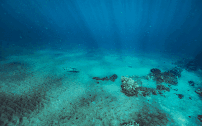 Sharks in Maui: How Common Are Shark Encounters & Why Snorkeling Is Safe