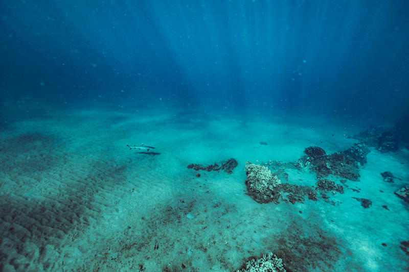 マウイ島の透明な海を泳ぐサメ