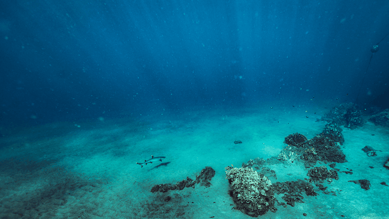 マウイ島の海を泳ぐサンゴ礁のサメ