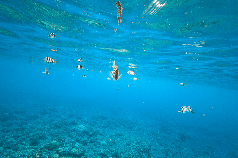 Eine Gruppe hawaiianischer Sergeanten schwimmt während einer Schnorcheltour auf Maui Eine Gruppe hawaiianischer Sergeanten schwimmt während einer Schnorcheltour auf Maui