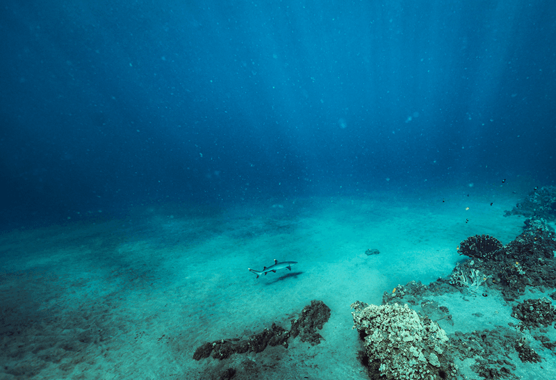 マウイ島の海を泳ぐサンゴ礁のサメ