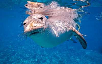 Maui Wildlife Guide: Animals to See on Maui (Land & Sea)