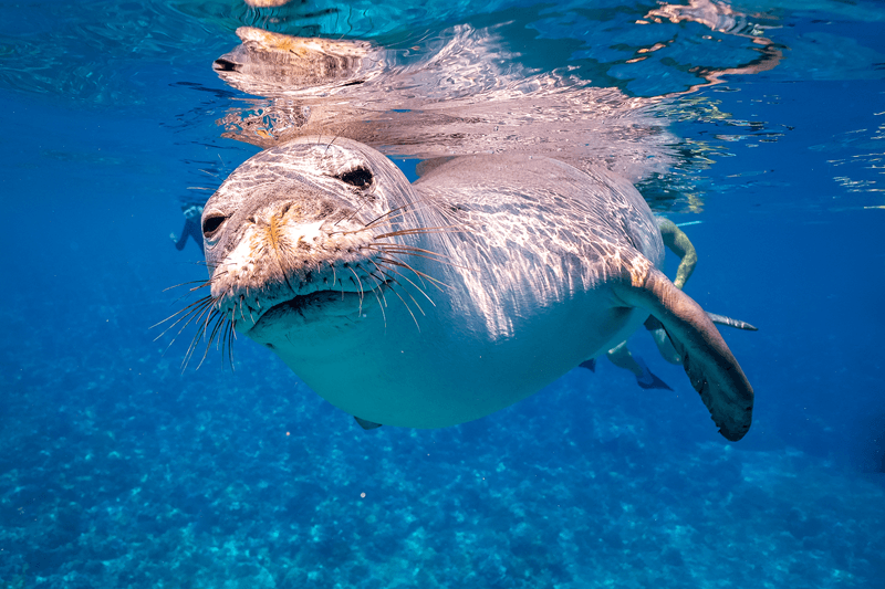 マウイ島野生動物ガイド:マウイ島で見られる動物(陸と海)