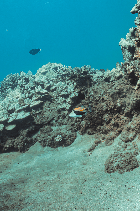 humuhumunukunukuāpuaʻa found during molokini crater snorkeling tours