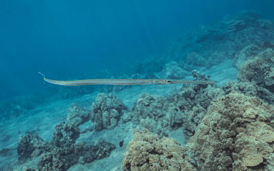 Long, Skinny Fish You’ll See in Maui (And How to Tell Them Apart)