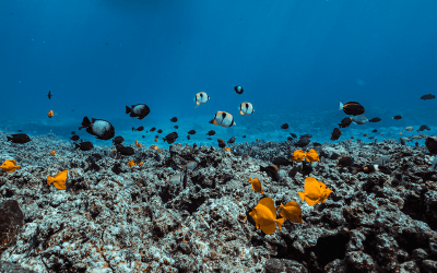 Maui Snorkel Scavenger Hunt for Kids: 12 Days of Snorkel‑mas (Printable Checklist)