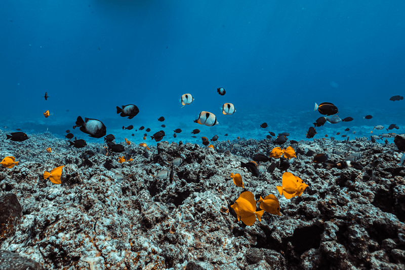 子供向けマウイ島シュノーケル・スカベンジャーハント:シュノーケル・マス12日間(印刷可能なチェックリスト)