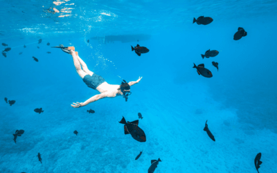 2025年マウイ島でシュノーケリングを楽しむ「ワオ！」な瞬間トップ10