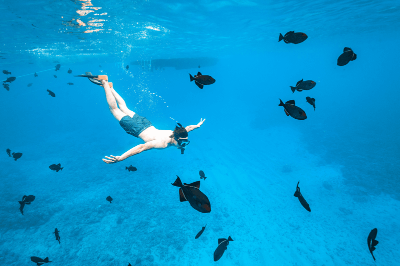 Momentos increíbles de snorkel en Maui (2025)