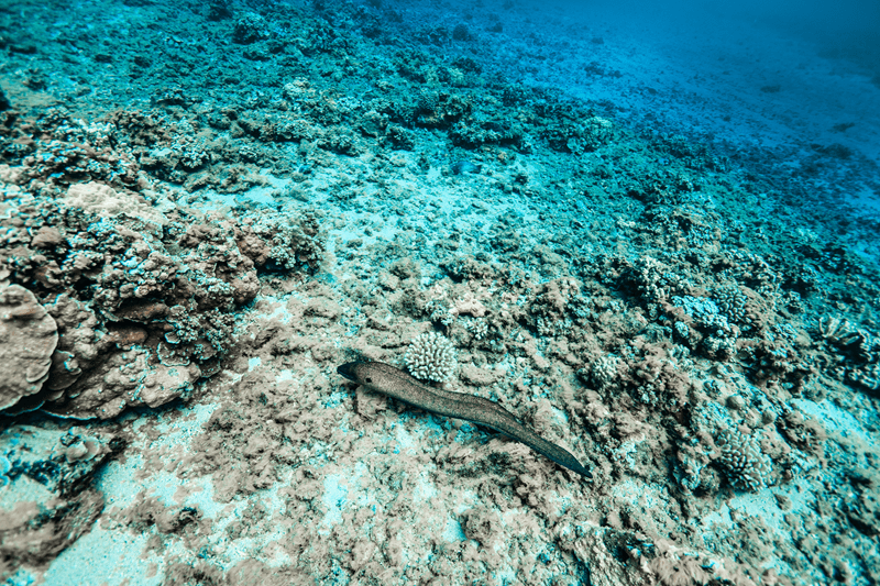 moray eel found on maui snorkeling tours