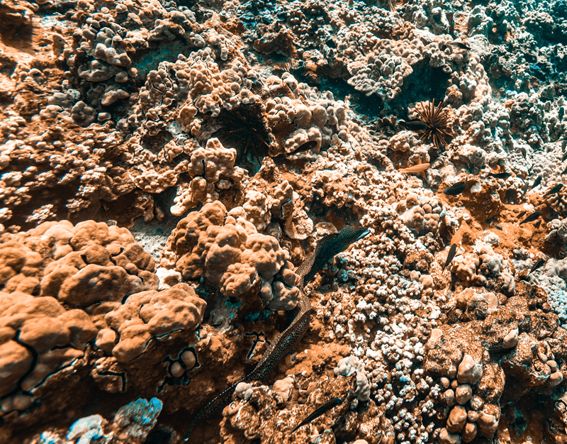 moray eel in maui hiding in rocks and coral