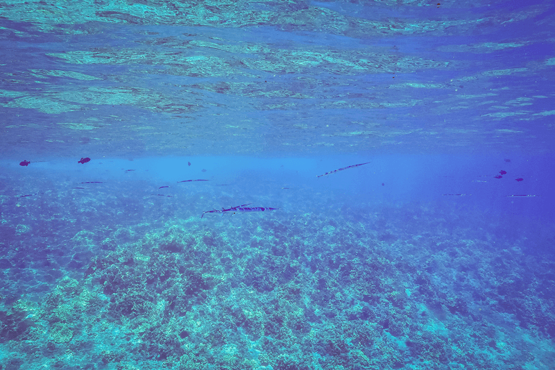 needlefish swimming in maui during molokini crater snorkeling tour