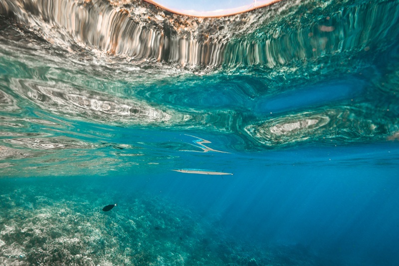 Slender silver needlefish swimming just below the reflective ocean surface in Maui