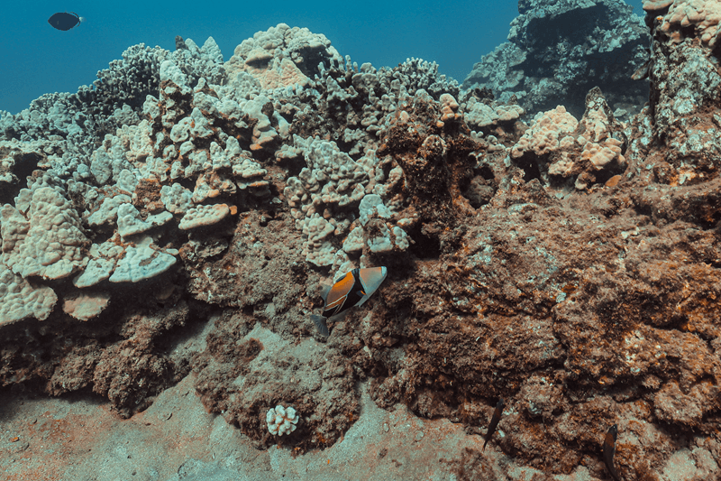 picasso triggerfish swimming in maui reefs