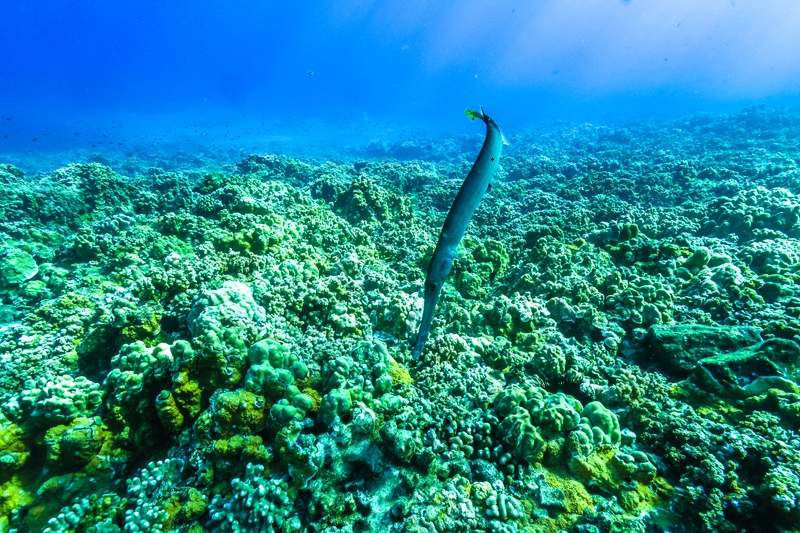 Trumpetfish hovering head-down above a coral reef in Maui