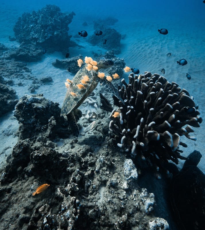 Coral Gardens Maui Snorkeling Tropical fish swimming at Coral Gardens Maui
