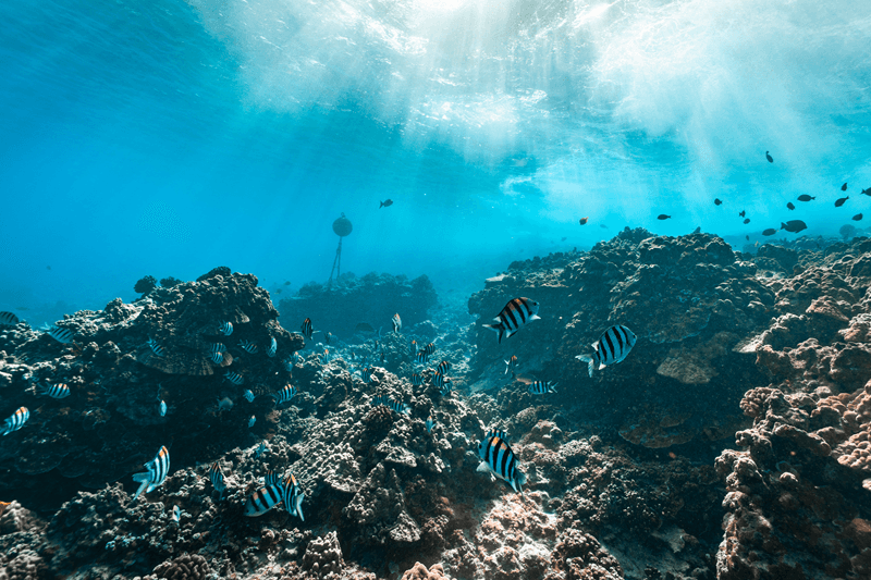 Escena submarina con coloridos sargentos hawaianos. Escena submarina con coloridos sargentos hawaianos en Maui