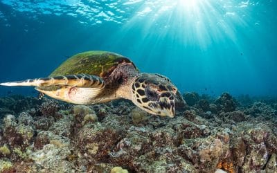 Tortugas carey en Maui: qué tan raras son y cómo identificarlas