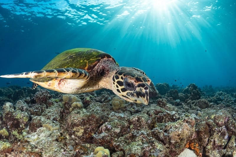 Close-up of a hawksbill sea turtle swimming over a rocky coral reef in Maui with sun rays above