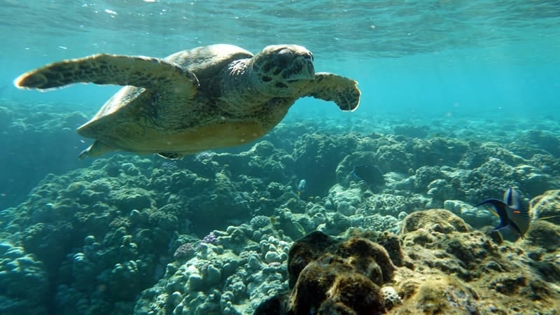 Hawksbill Sea Turtle Swimming Over A Coral Reef In Maui Hawksbill sea turtle swimming above a coral reef in clear Maui water