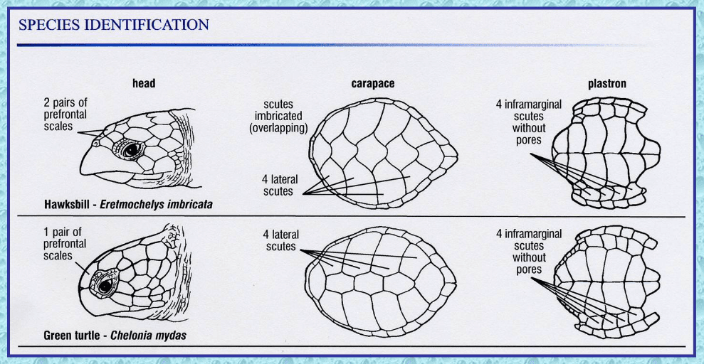 Hawksbill Vs Green Sea Turtle Identification Chart Species identification chart comparing hawksbill and green sea turtle features (head, shell, and underside)