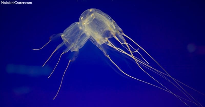 Transparent box jellyfish in blue water (Hawaiʻi ocean hazard awareness)