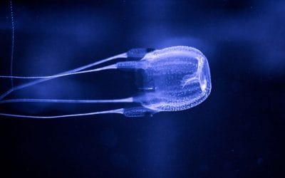 Maui Box Jellyfish Calendar 2026: High-Probability Dates + Snorkeling Tips