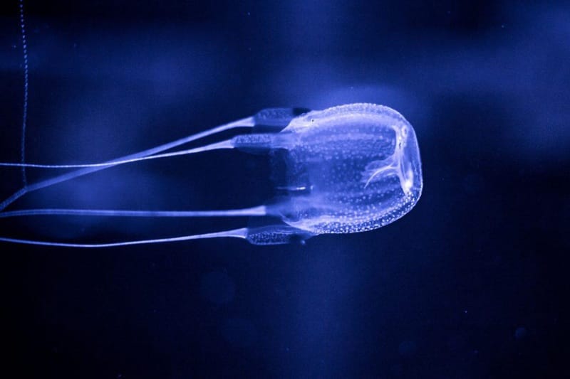 Maui Box jellyfish swimming in Hawaiʻi waters (Maui snorkeling safety guide)