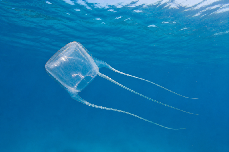 Translucent box jellyfish drifting through clear blue ocean water