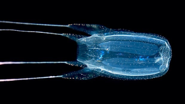 Translucent box jellyfish with long tentacles