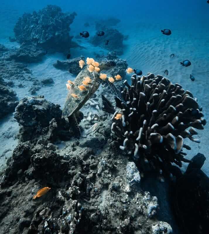 Hawaiian green sea turtle swimming near a coral reef at Coral Gardens, Maui, with tropical fish