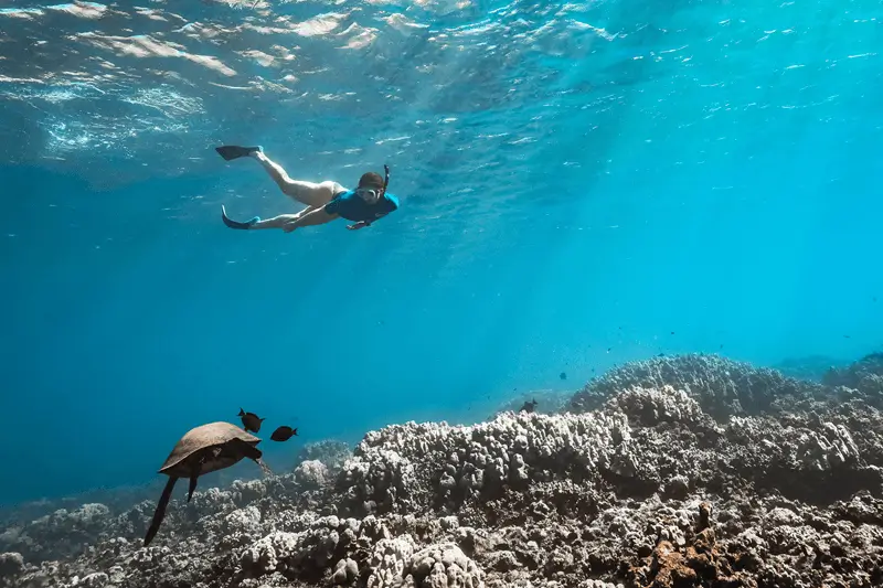 Snorkeler swimming above Hawaiian green sea turtle at Turtle Town Maui in clear blue water