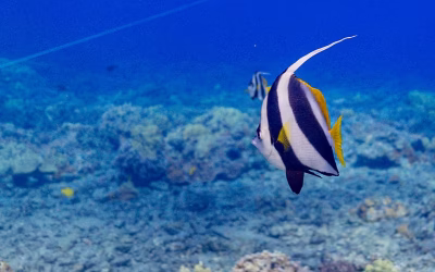 マウイ島のツノダシ:シュノーケラーのためのキヒキヒガイド