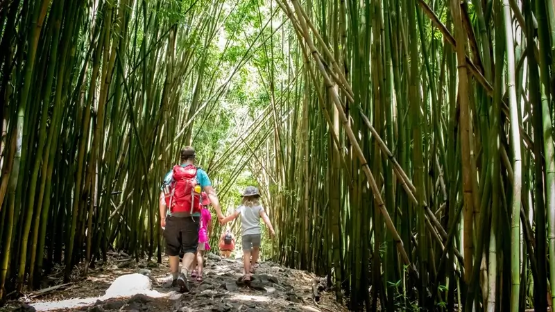 Family hiking through bamboo forest on trail in Maui Hawaii