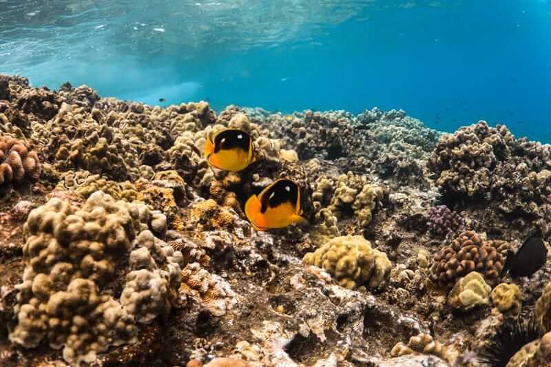 Tropical reef fish swimming over a coral reef at Coral Gardens, Maui, in clear water
