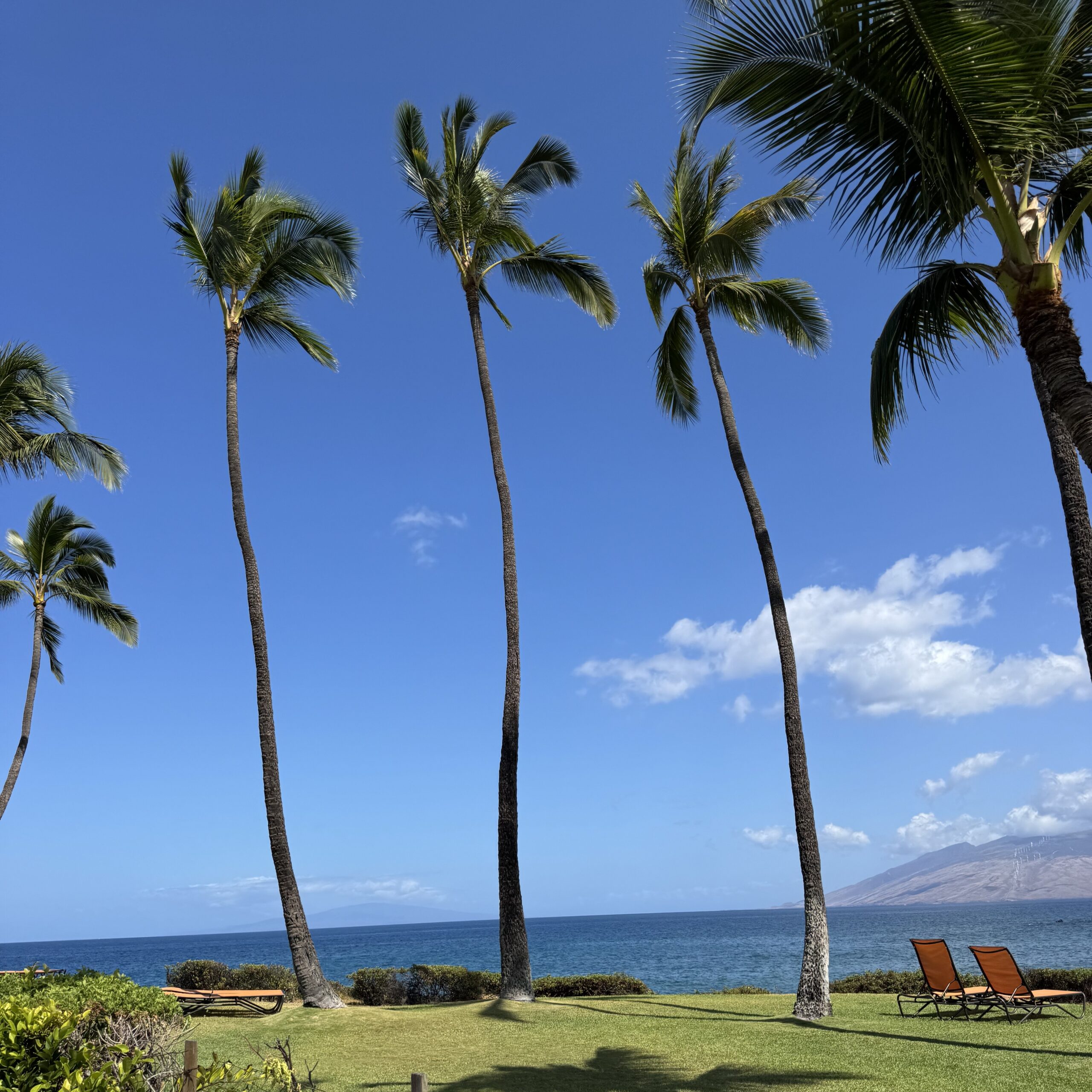 Palmen und Liegestühle auf einer grasbewachsenen Strandpromenade am Ulua Beach auf Maui mit Blick auf das blaue Meer und die fernen Inseln.