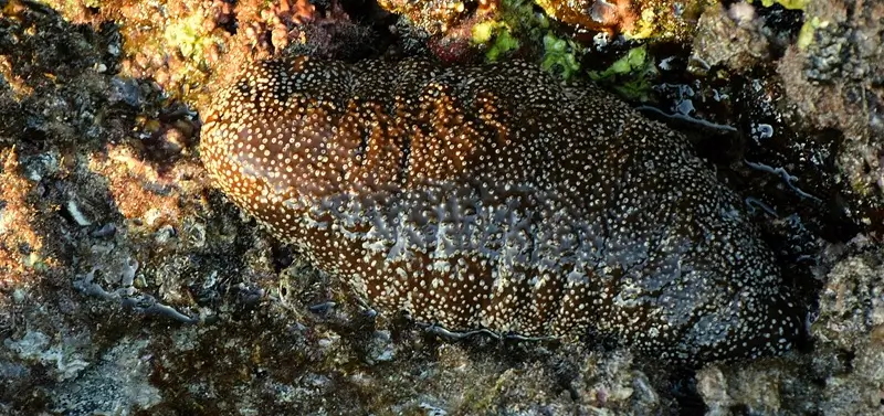 Braune Seegurke mit hellen Flecken ruht auf einer felsigen Riffoberfläche