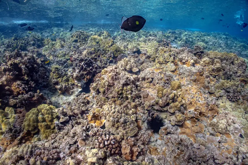 Wide underwater view of a coral reef in clear Maui water with fish above the reef and a sea urchin visible below.