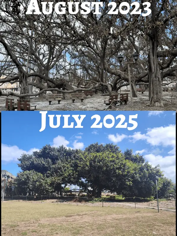 Comparison photo of the Lahaina Banyan Tree showing regrowth by July 2025 after the 2023 fire