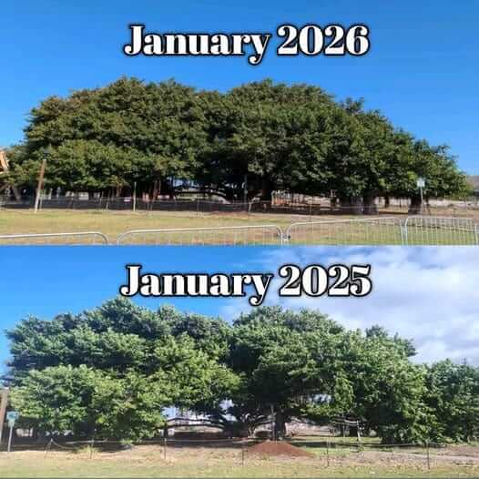 Comparison of the Lahaina Banyan Tree canopy showing recovery in January 2026