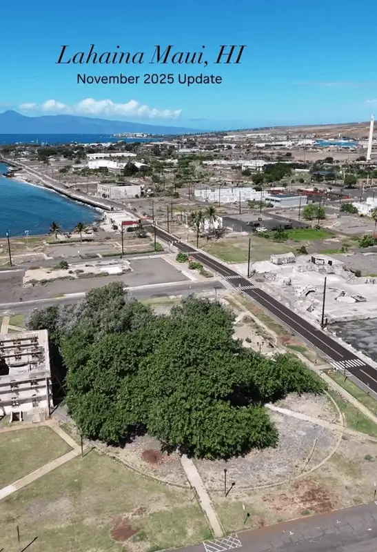 Lahaina Banyan Tree in November 2025 showing visible recovery and regrowth