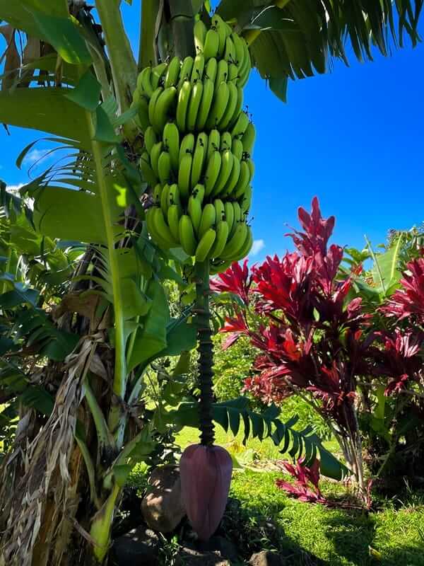 Un platanero con un gran racimo de plátanos verdes crece en un jardín tropical bajo un cielo azul brillante.