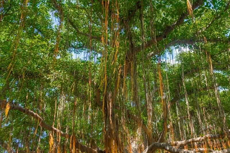 Banyan tree in Maui with hanging aerial roots and dense green canopy